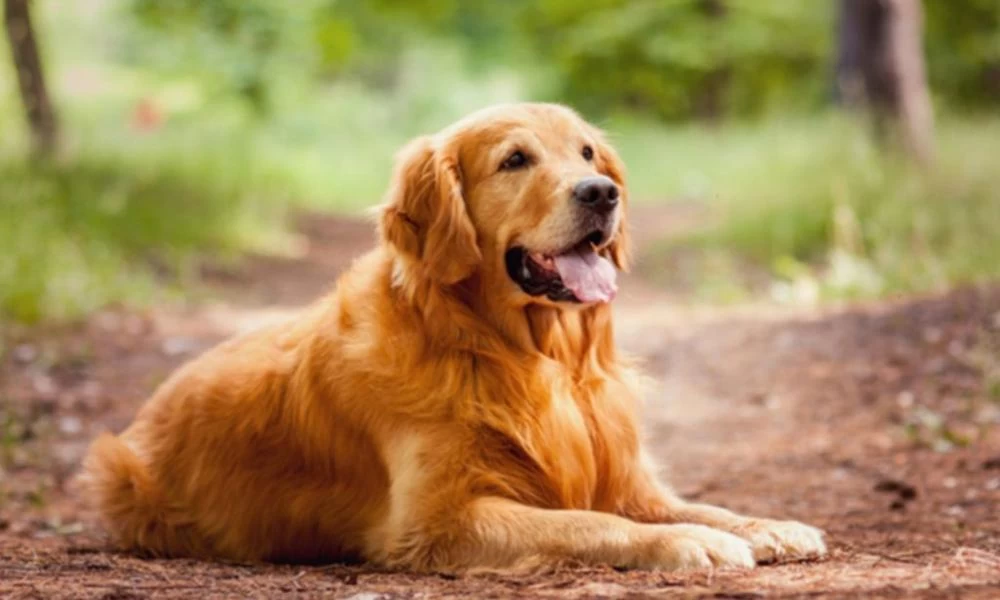 Σκυλομπελάδες πρωί πρωί για μια βόλτα στο πάρκο! (βίντεο)